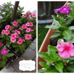 Flowering Vincas and Garden Container Idea
