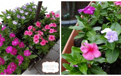 Flowering Vincas and Garden Container Idea