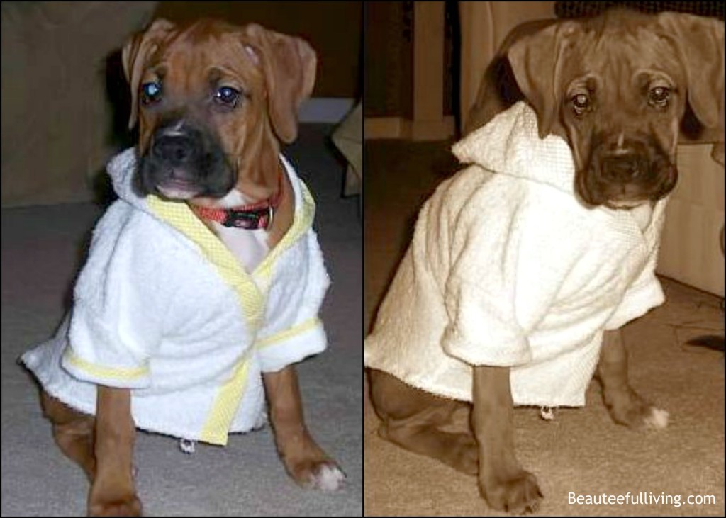 Lola in bathrobe