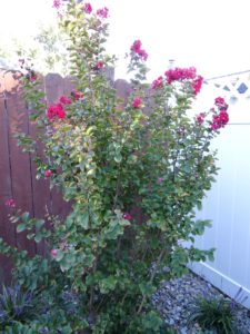 Red rocket crape myrtle