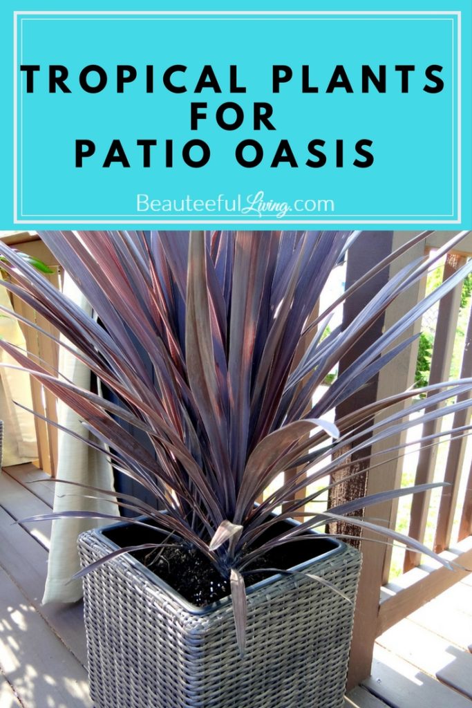 Tropical plants for patio oasis - Beauteeful Living