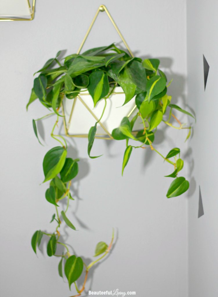 Heartleaf Philodendron Hanging Plant - Beauteeful Living
