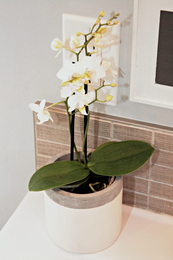 White Orchid - Beauteeful Living
